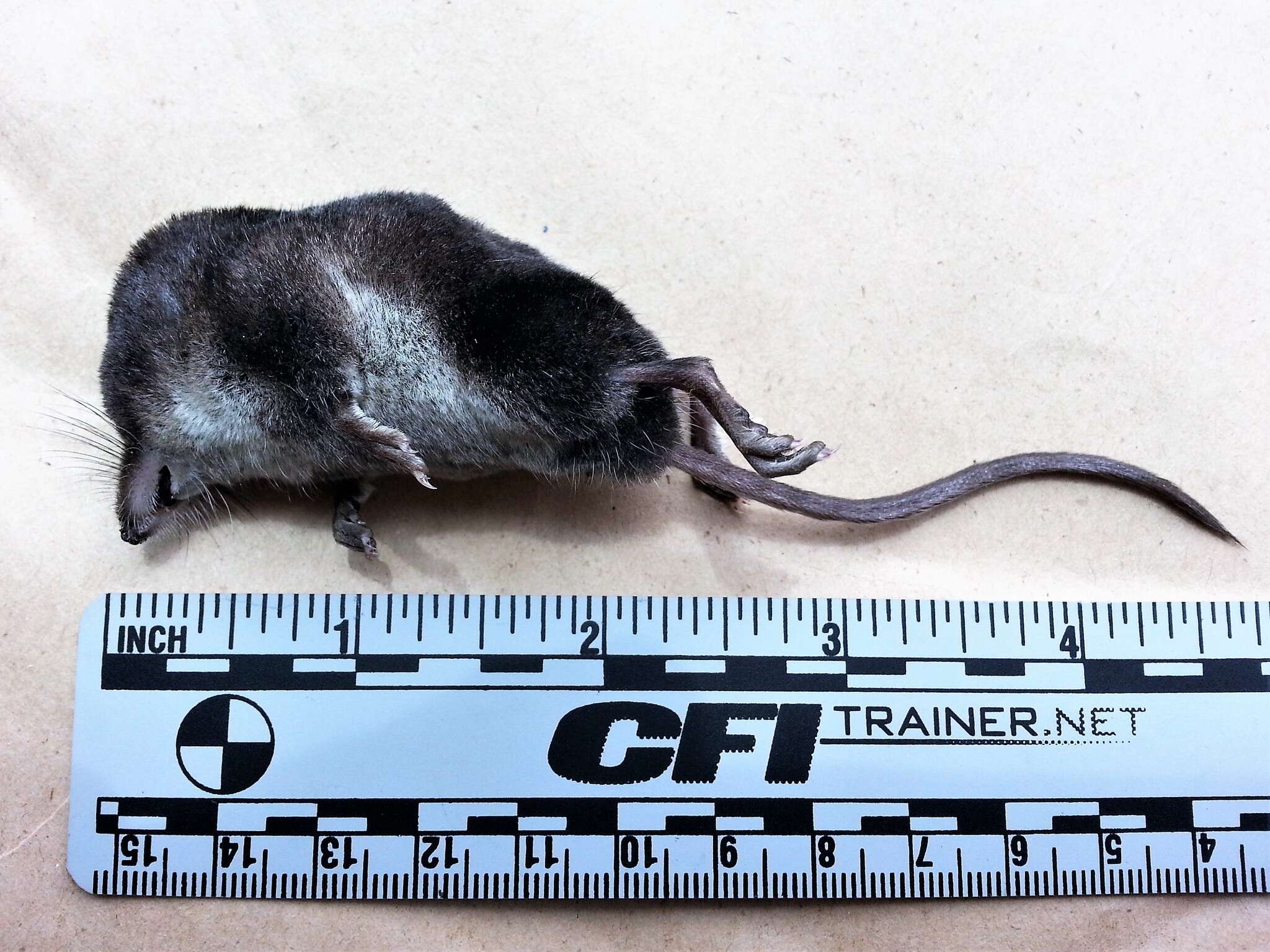 Image of American Water Shrew