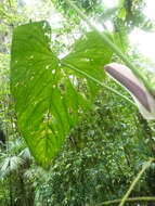 Imagem de Anthurium formosum Schott