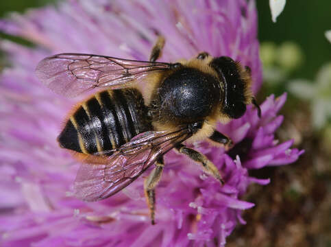 Image of Megachile leaf-cutter bee