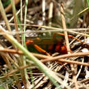 Image of Tachypompilus erubescens (Taschenberg 1869)