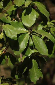 Image de Diospyros melanoxylon Roxb.