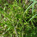 صورة Carex viridistellata Derieg, Reznicek & Bruederle
