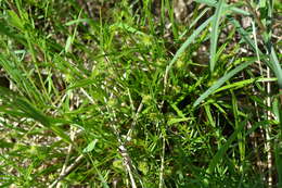 Image of greenstar sedge