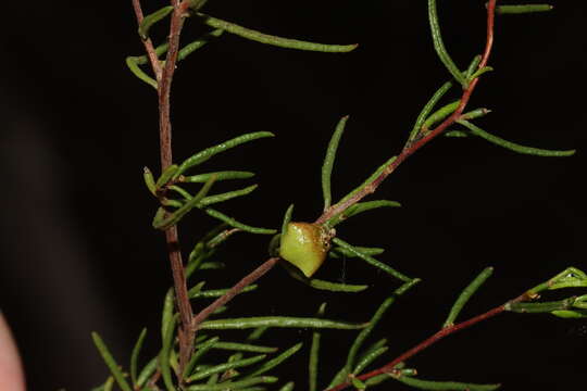 Imagem de Dodonaea hexandra F. Müll.