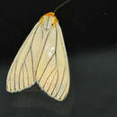 Image de Spilosoma pelopea Druce 1897