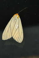 Image of Spilosoma pelopea Druce 1897