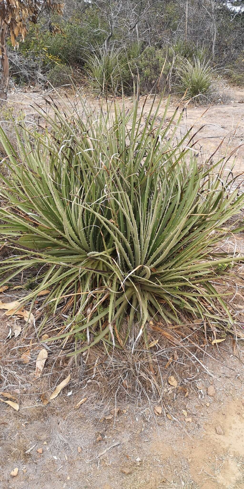 Image of Chilean Puya