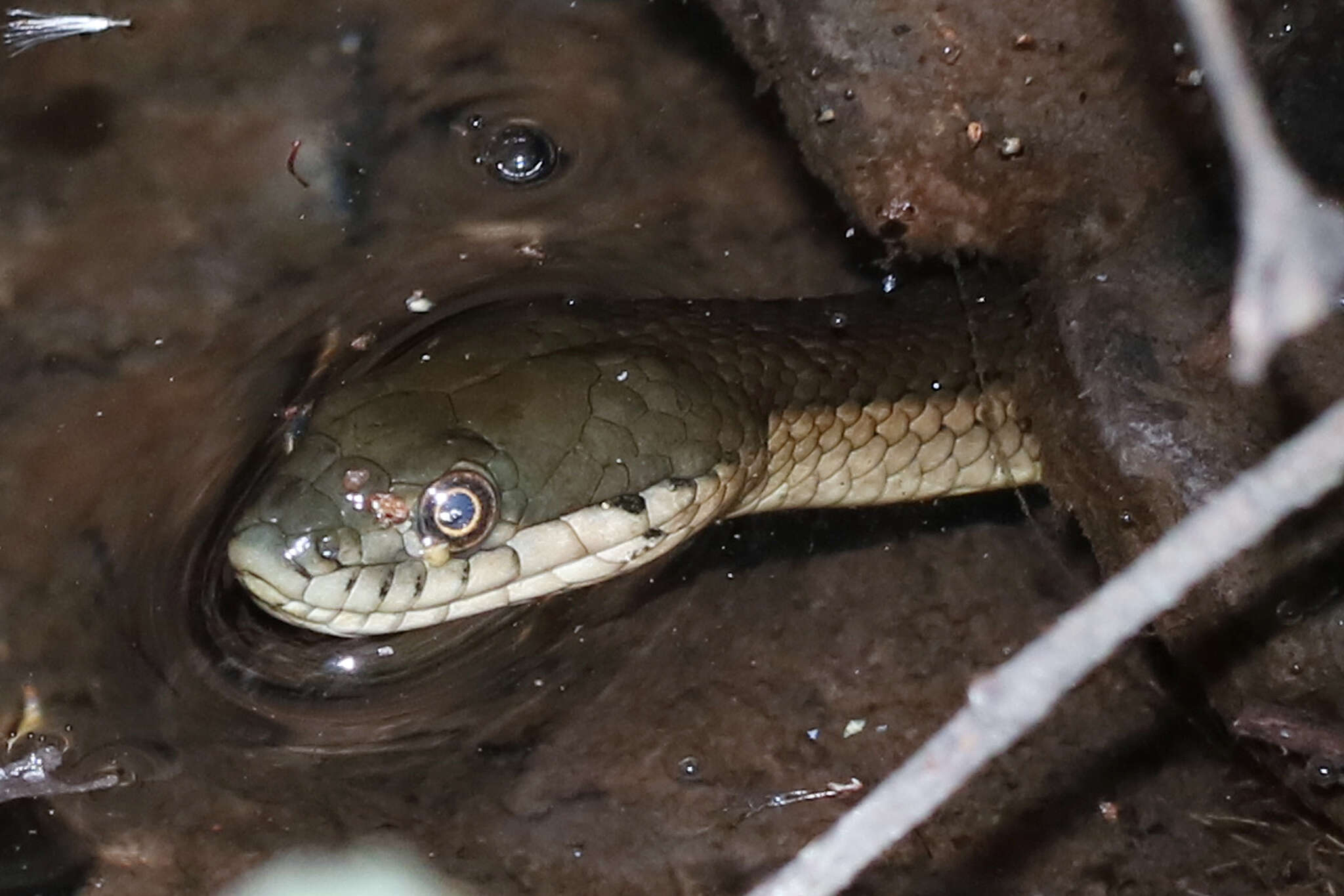 Image of Blackbelly Garter Snake