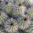 Image of <i>Echinocereus bakeri</i>