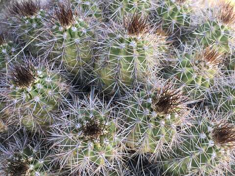 Image of <i>Echinocereus bakeri</i>