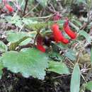 Image de Ourisia ruellioides (L. fil.) Kuntze