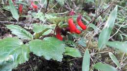 Image de Ourisia ruellioides (L. fil.) Kuntze