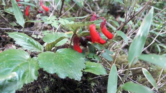 Image de Ourisia ruellioides (L. fil.) Kuntze