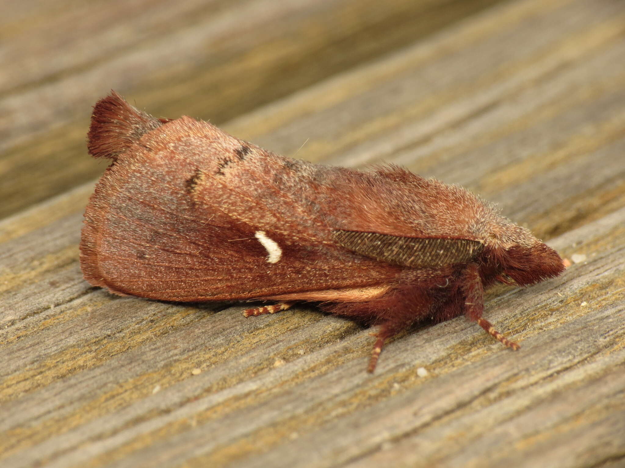 Image of Opsirhina albigutta Walker 1855