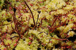 Image of Drosera arcturi Hook.