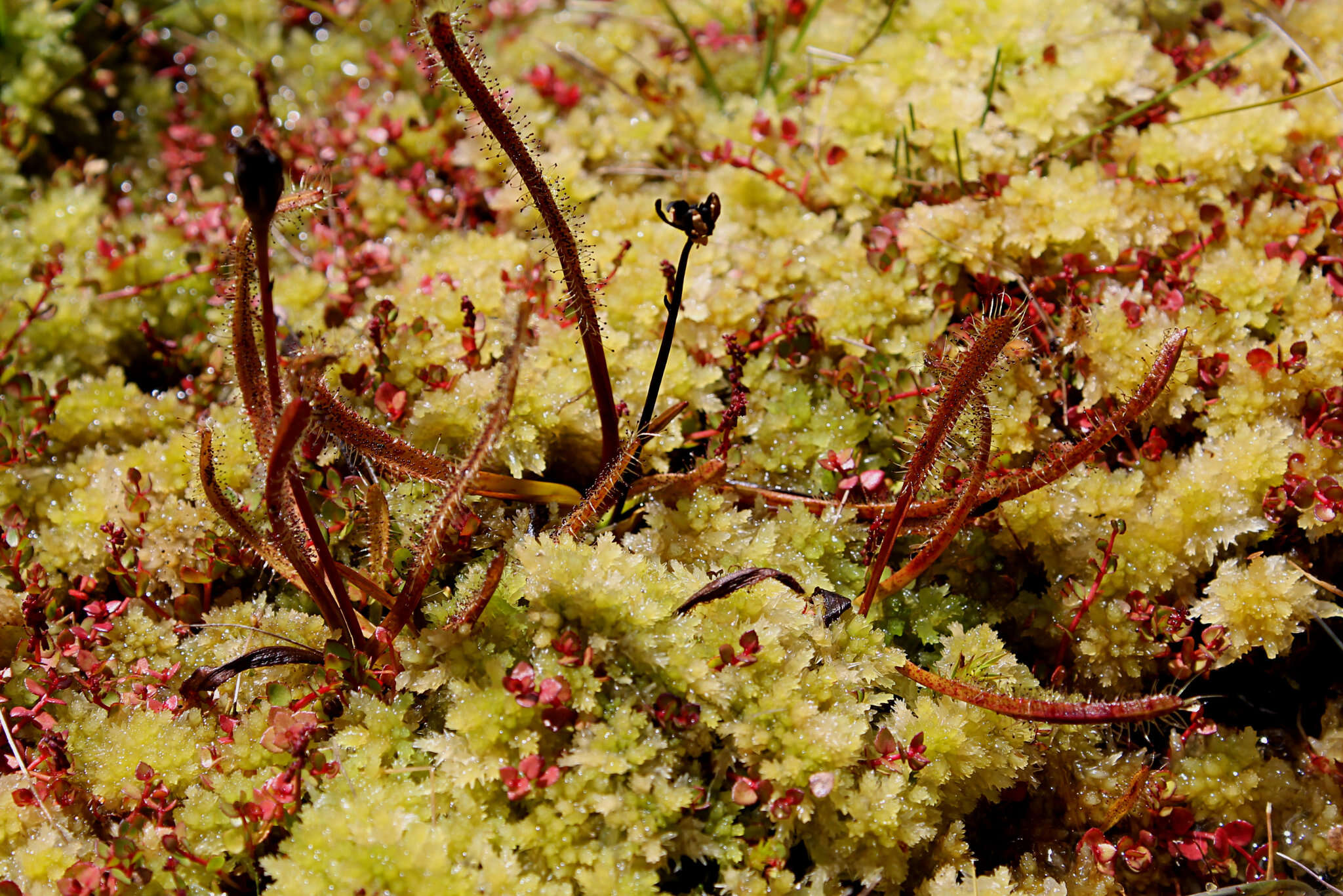 Image of Drosera arcturi Hook.