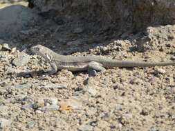 Image of Peru Pacific Iguana