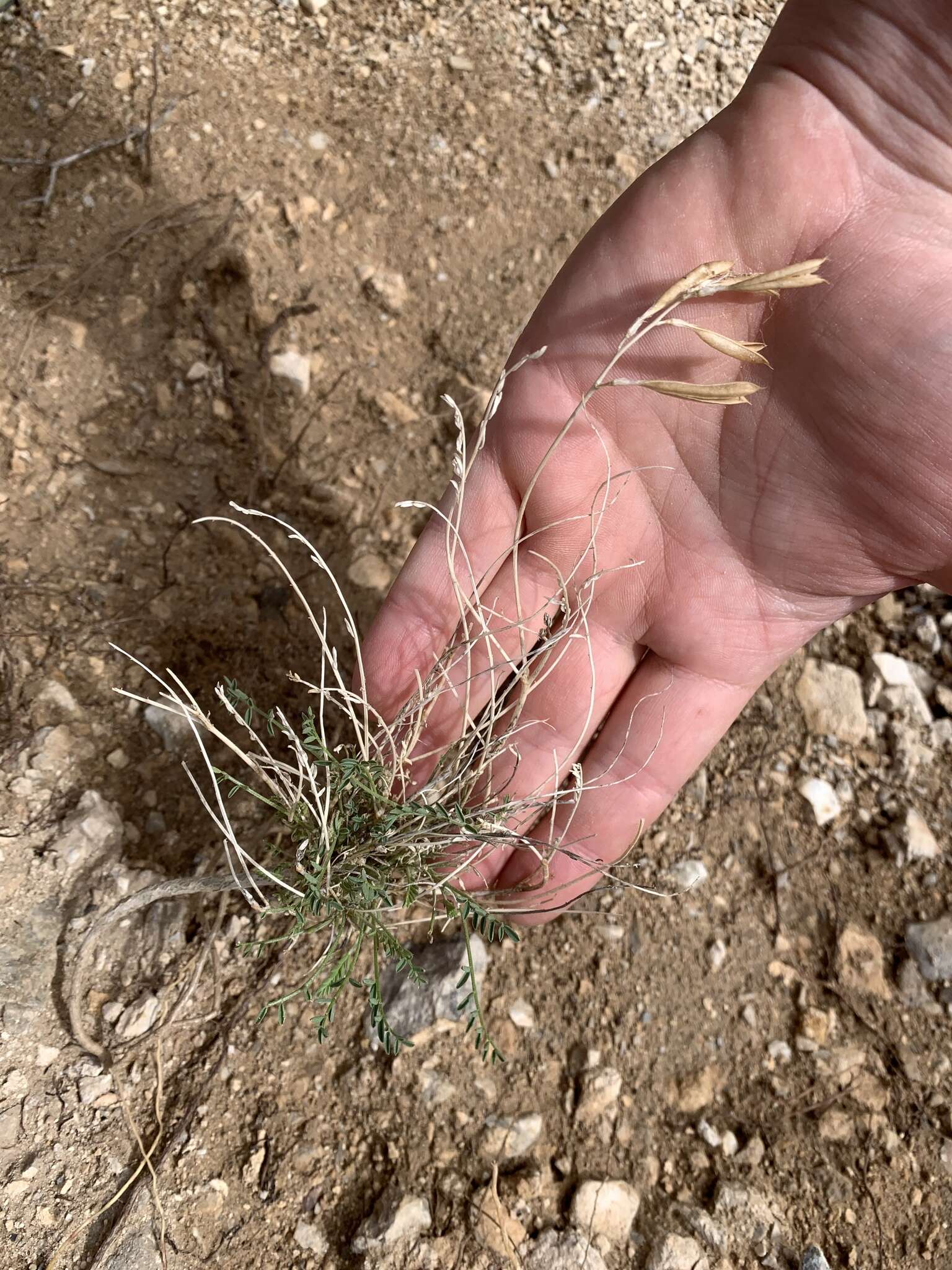 Image of Spring Mountain milkvetch