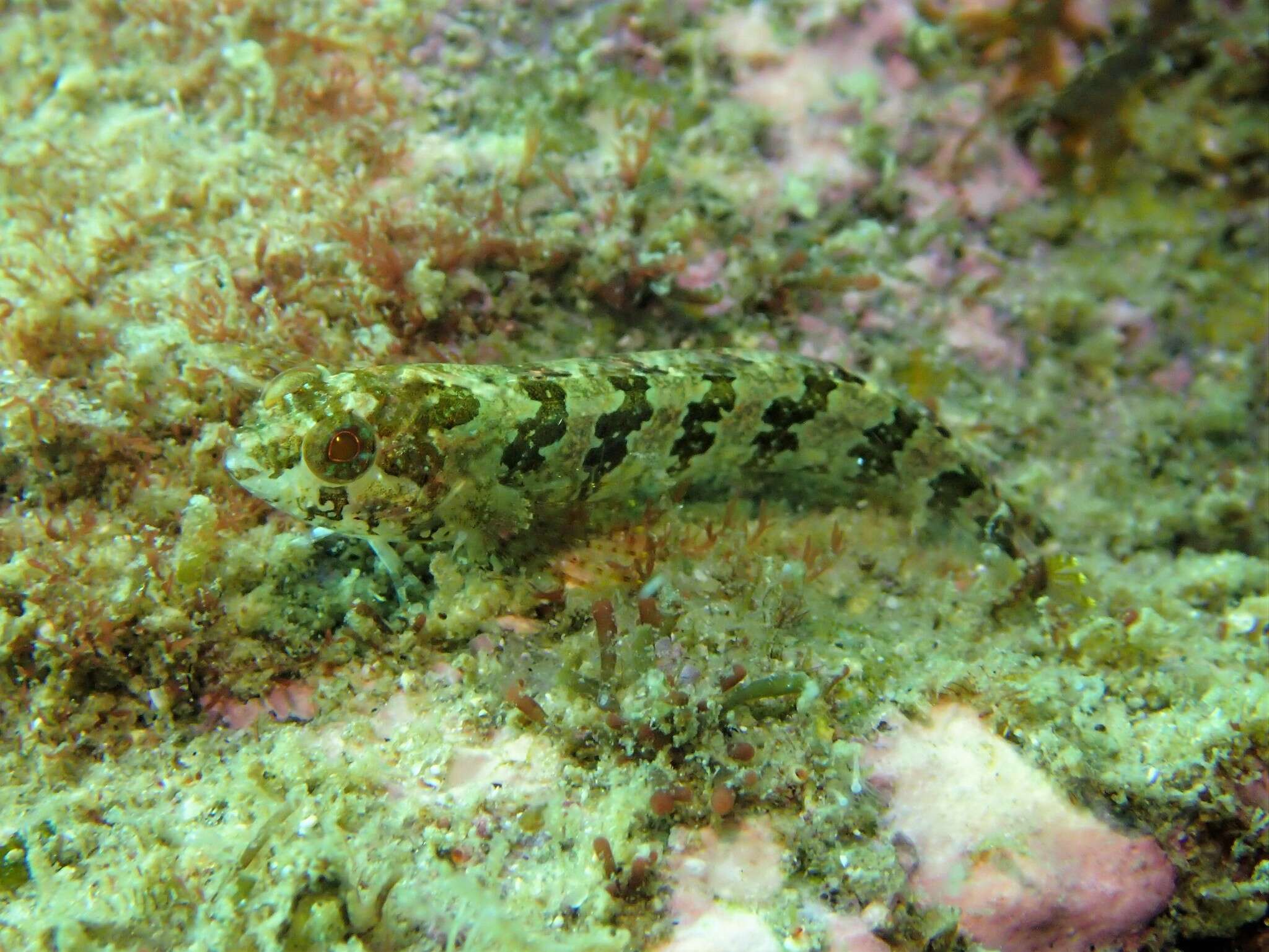 Image of Whitelegg's Weedfish