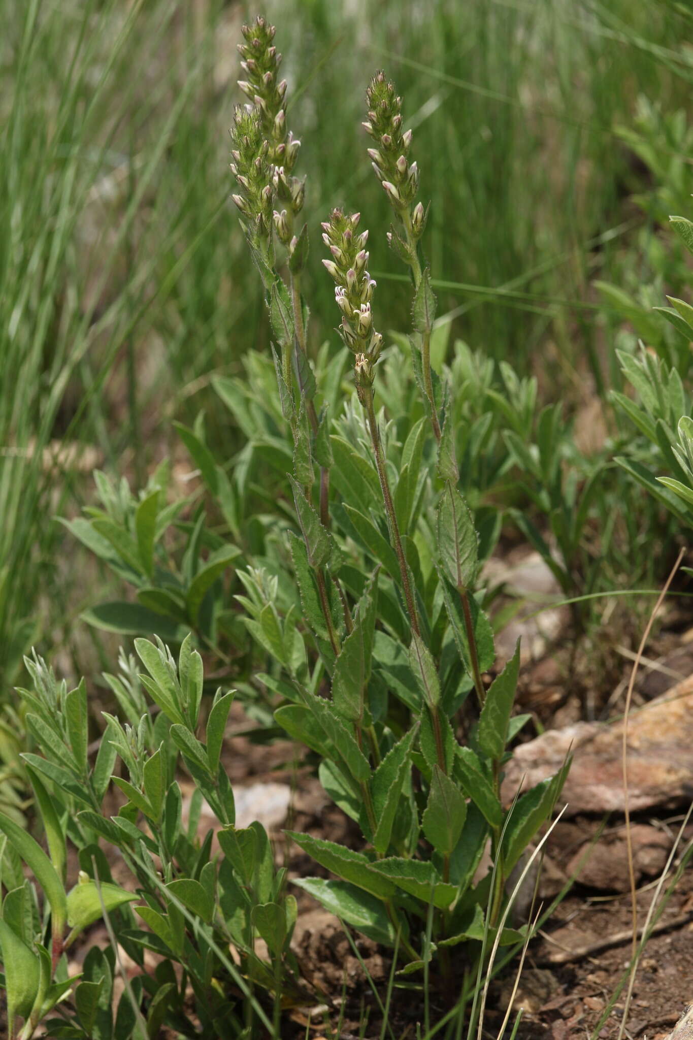 Cyphia elata var. elata resmi