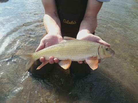 Image of Golden Redhorse