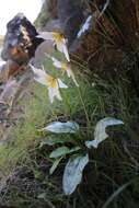 Image of Erythronium shastense D. A. York, J. K. Nelson & D. W. Taylor