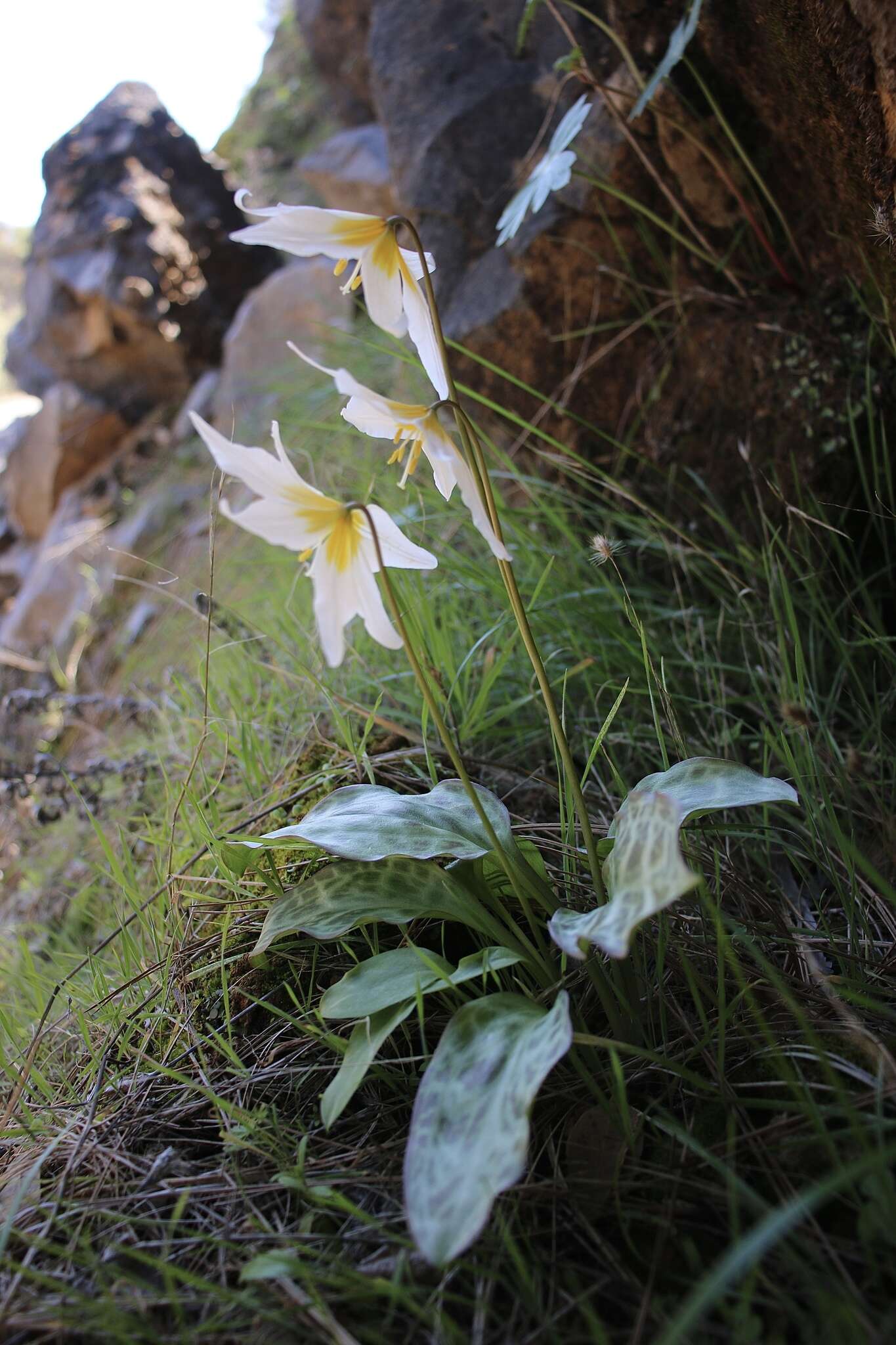 Image of Erythronium shastense D. A. York, J. K. Nelson & D. W. Taylor