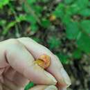 Image of Hygrocybe glutinipes var. rubra R. Kristiansen