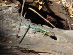 Image of Painted Tree Iguana