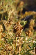 Astragalus canadensis var. brevidens (Gandog.) Barneby的圖片