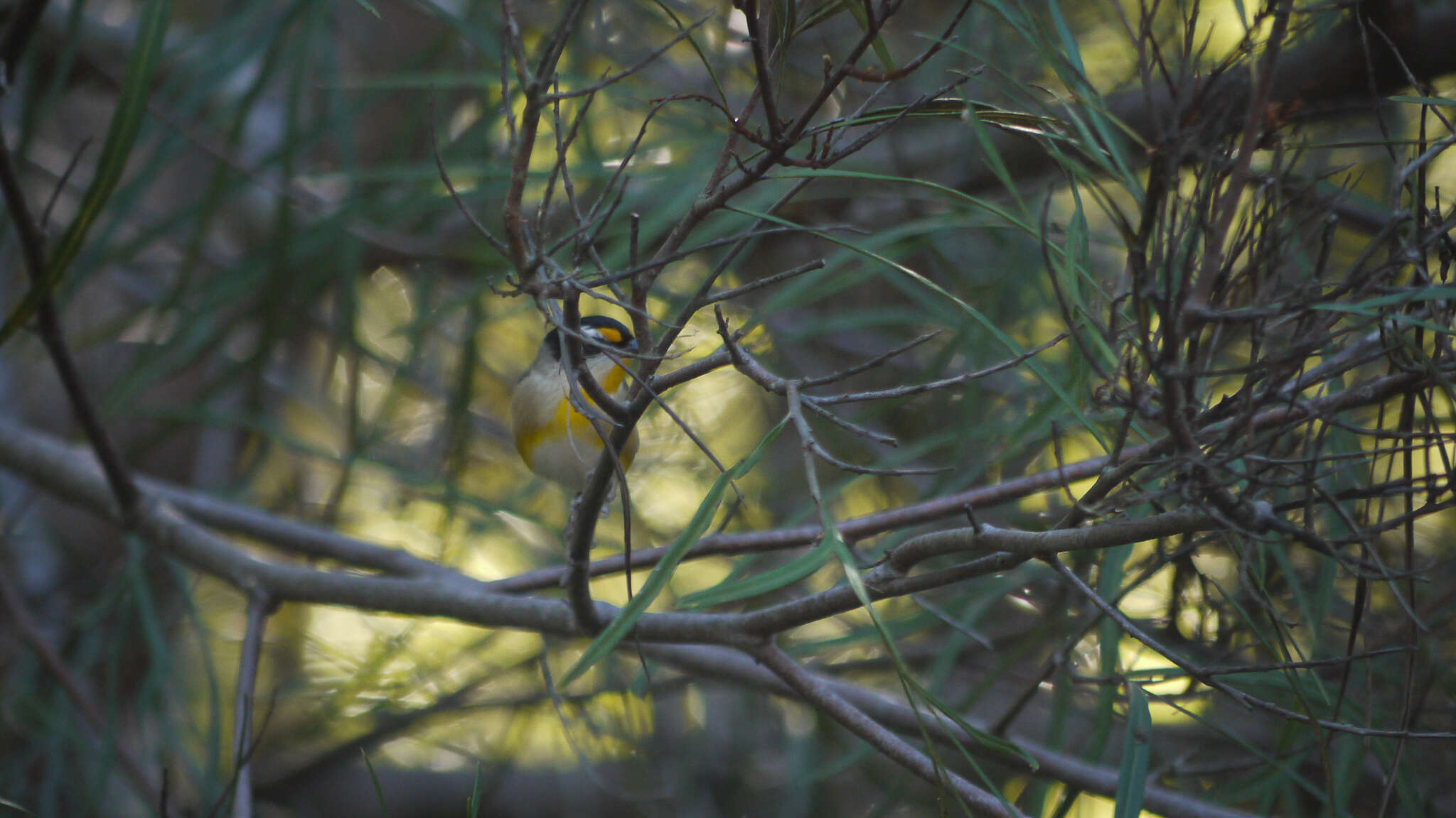 Imagem de Pardalotus striatus melanocephalus Gould 1838