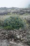 Image of Berkheya rosulata Roessler