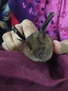 Image of Horsfield's Leaf-nosed Bat