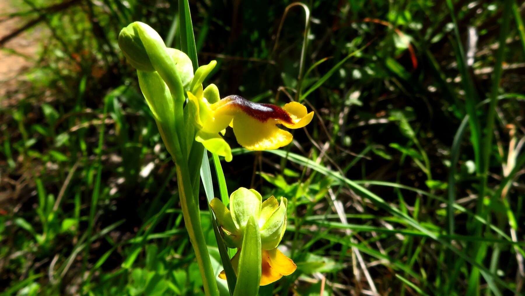 Image of Ophrys lutea subsp. lutea