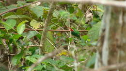 Image of Puerto Rican Tody