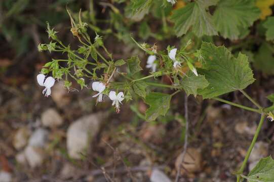 Imagem de Pelargonium ribifolium Jacq.