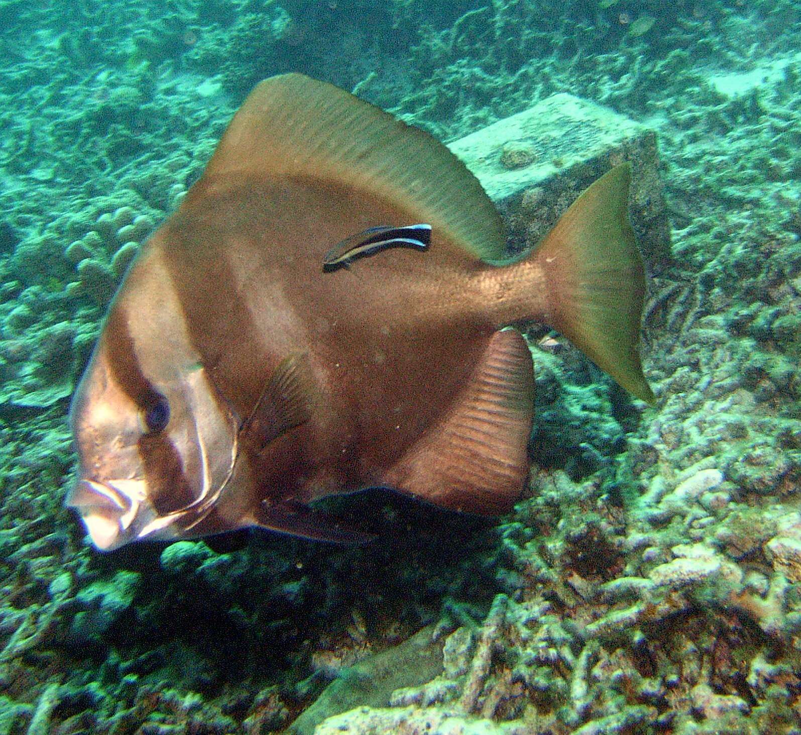 Image of Humpback batfish