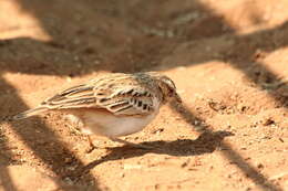 صورة Calendulauda africanoides africanoides (Smith & A 1836)