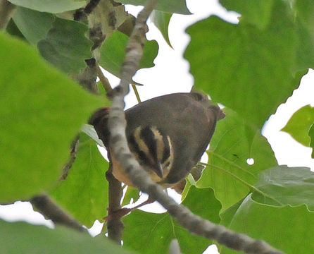 Image of Worm-eating Warbler