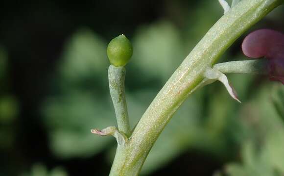 Image of drug fumitory