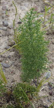 Image of Asparagus oliveri (Oberm.) Fellingham & N. L. Mey.