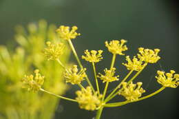 صورة Chaerophyllum coloratum L.