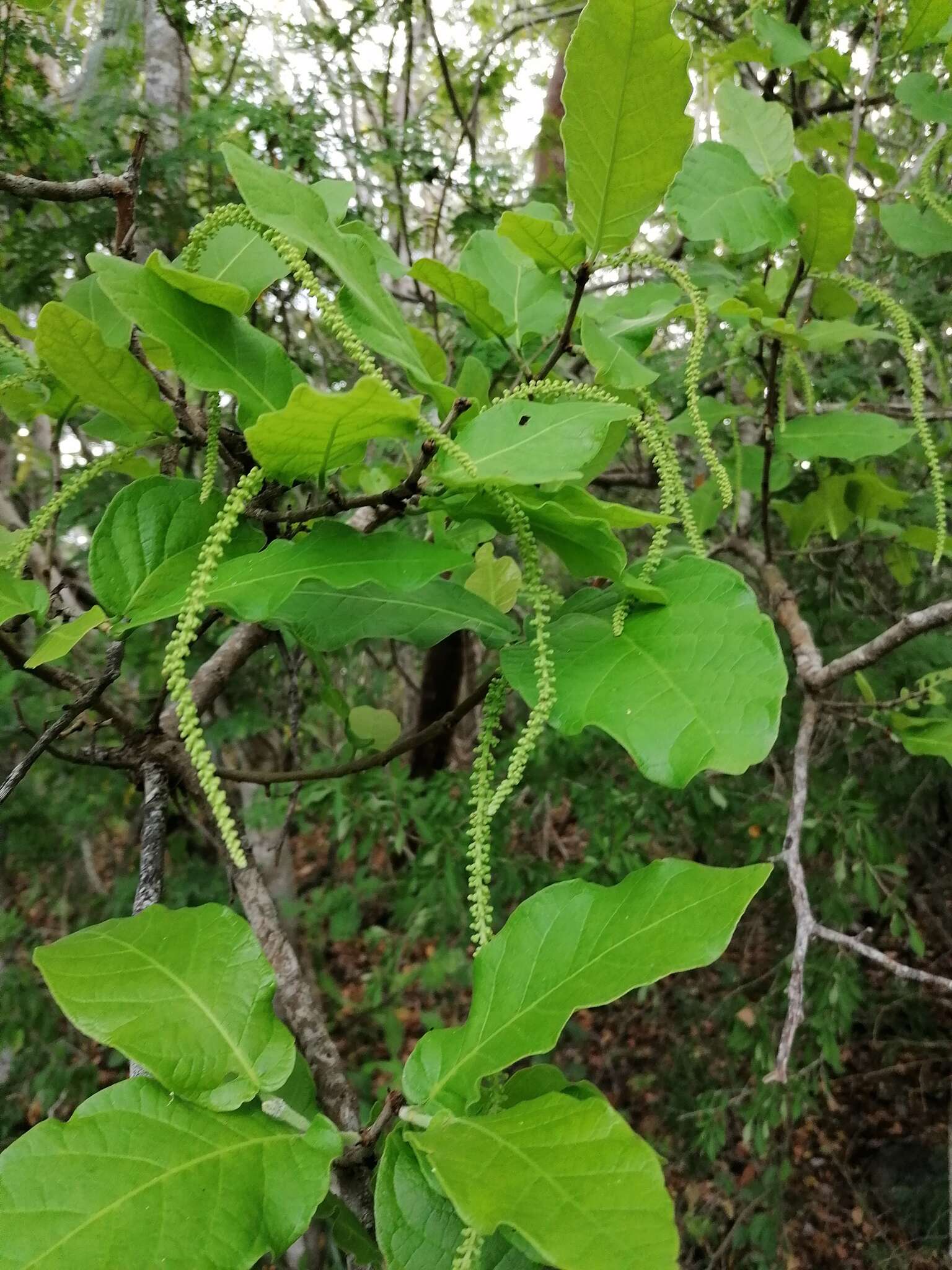 Coccoloba liebmannii Lindau resmi