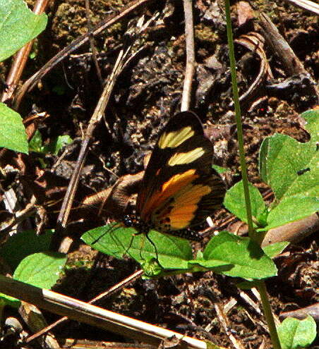 Image of Acraea cabira Hopffer 1855