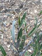 Image of Hovea apiculata G. Don