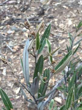 Image of Hovea apiculata G. Don