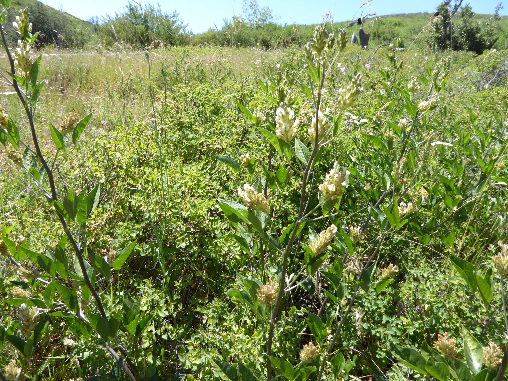 Image of Parish's California tea