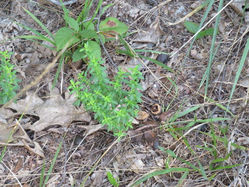 Image of American false pennyroyal