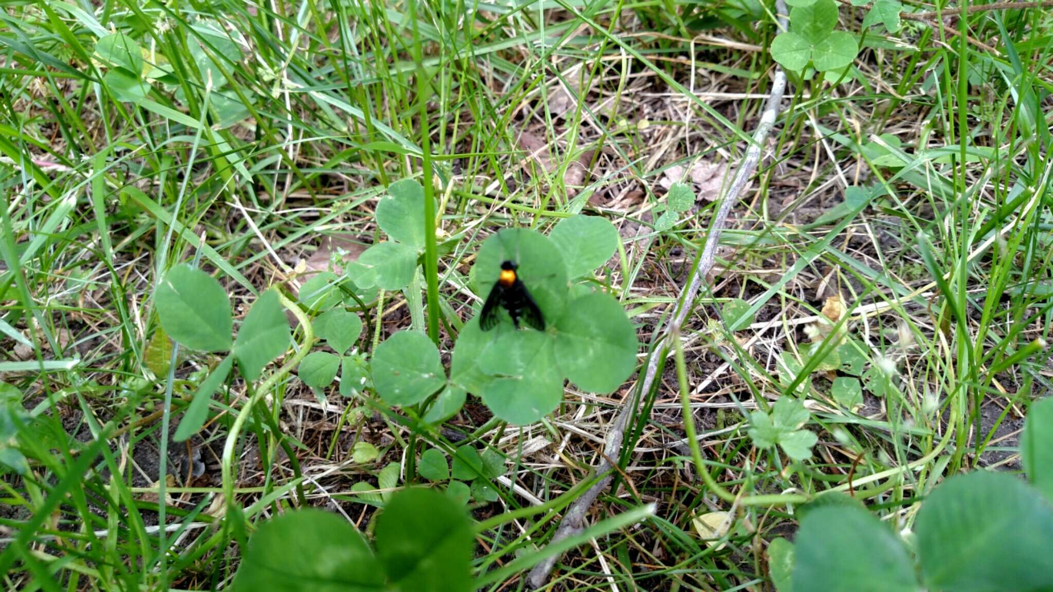 Image of Golden-backed Snipe Fly