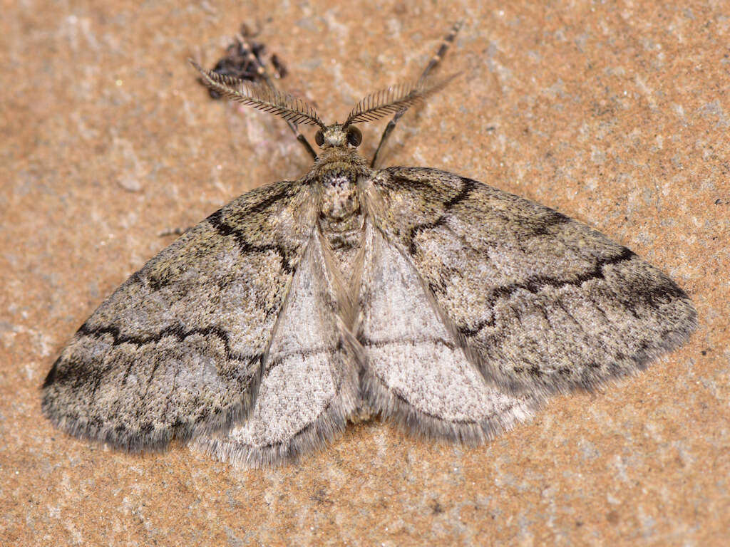 Image de Tephronia theophilaria